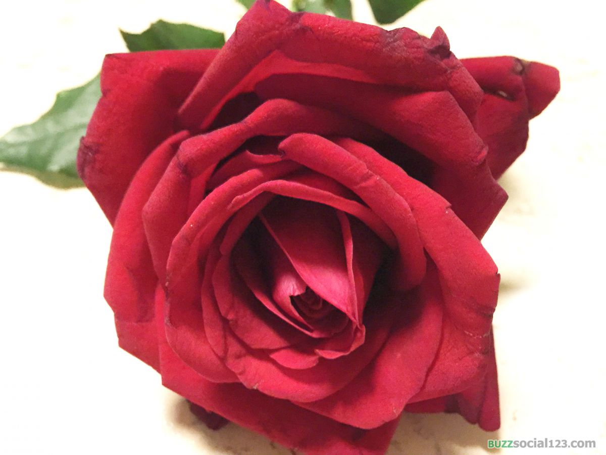 ดอกกุหลาบ