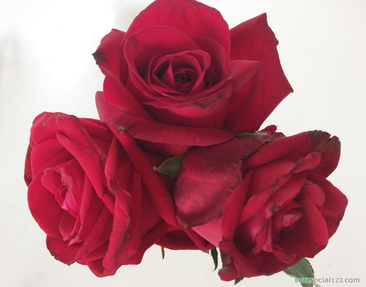 ดอกกุหลาบ