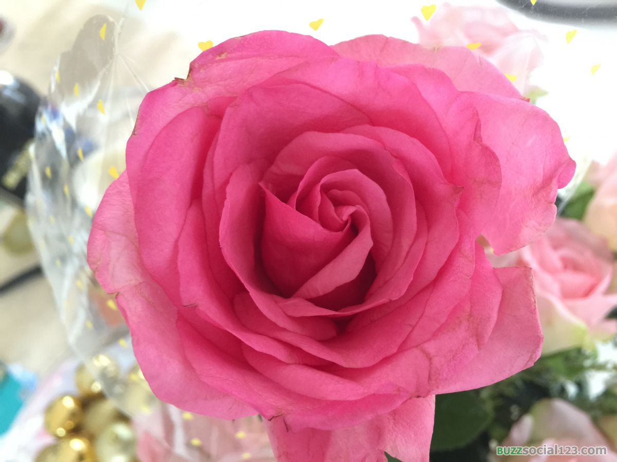 ดอกกุหลาบ