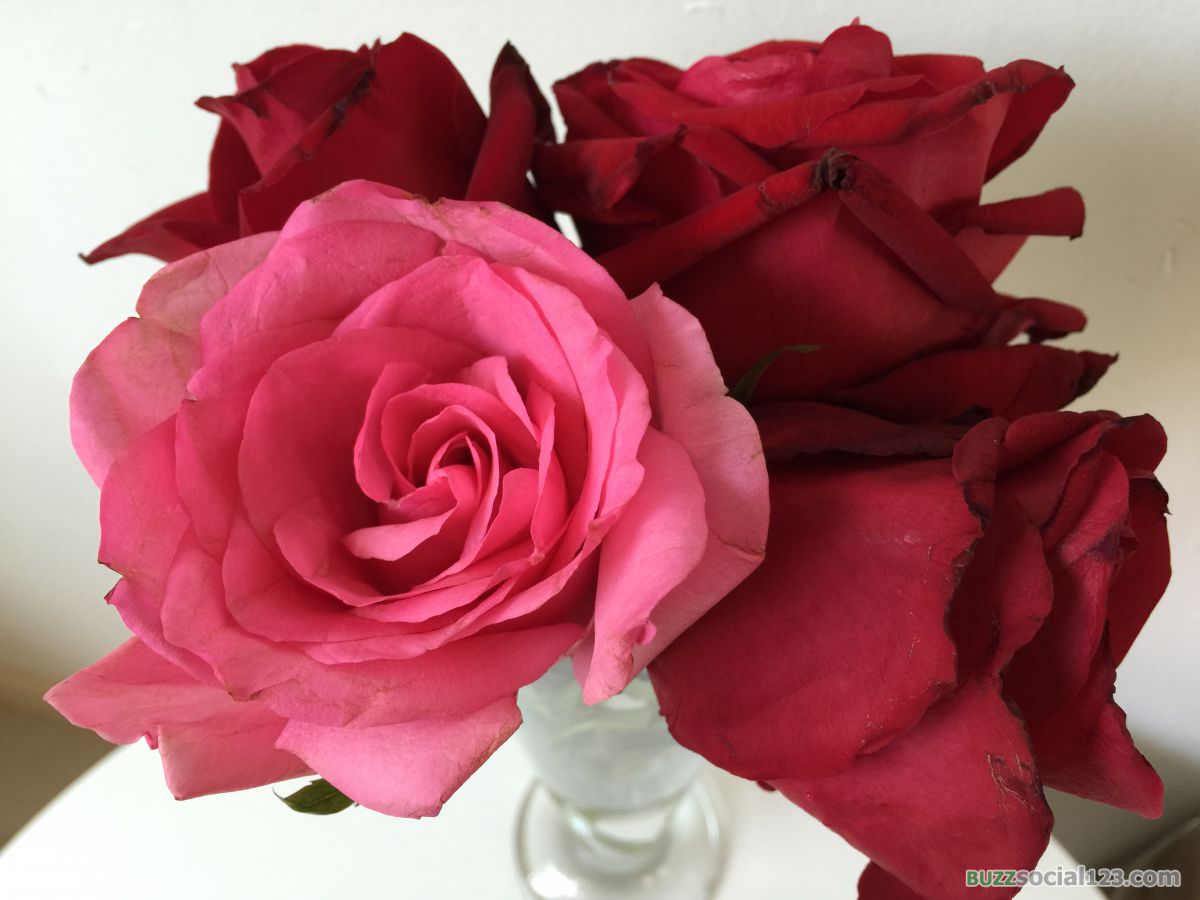 ดอกกุหลาบ