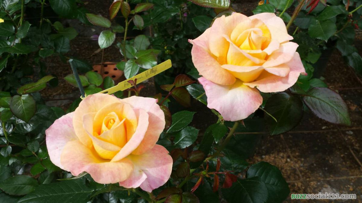 ดอกกุหลาบ