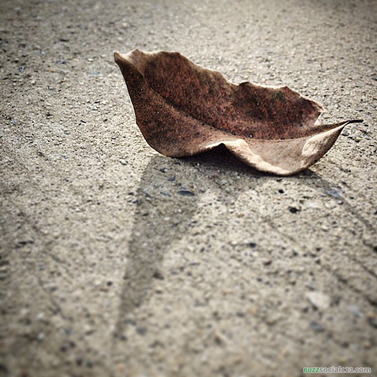 ใบไม้ร่วง