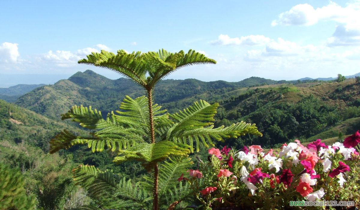 เข้าค้อ เพชรบูรณ์