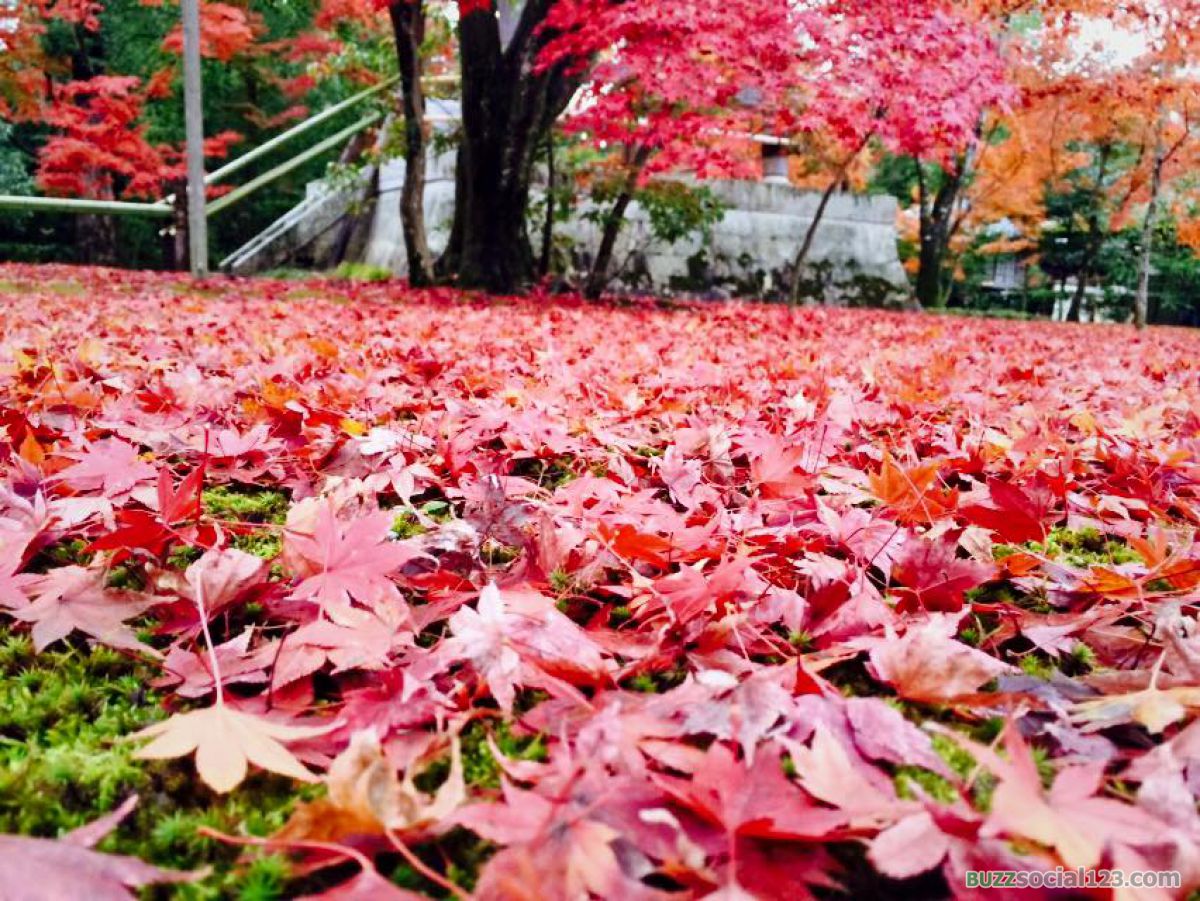 วัดคินคะกุจิ