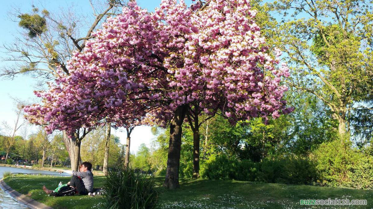 สวนสาธารณะ