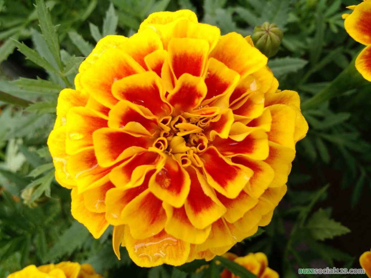 ดอกดาวเรือง