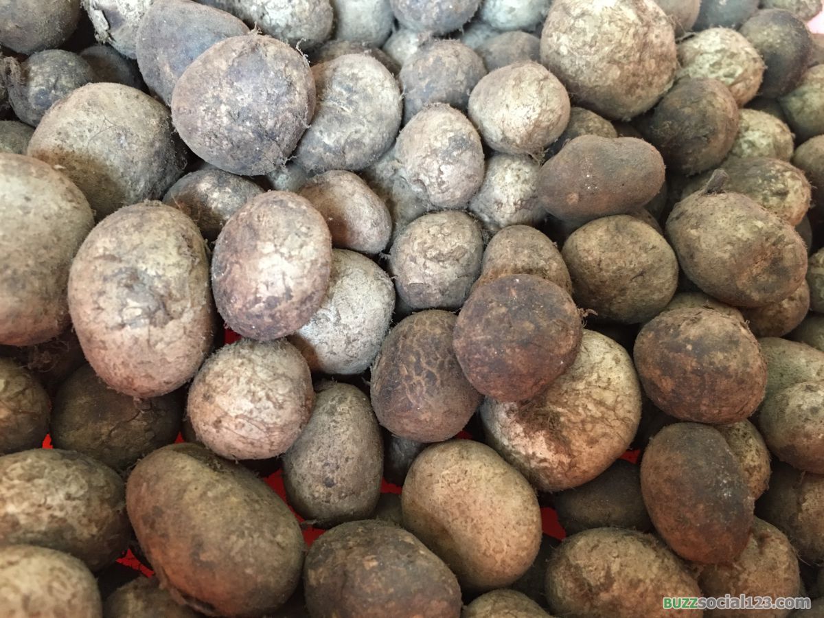 เห็ดเผาะ เห็ดถอบ