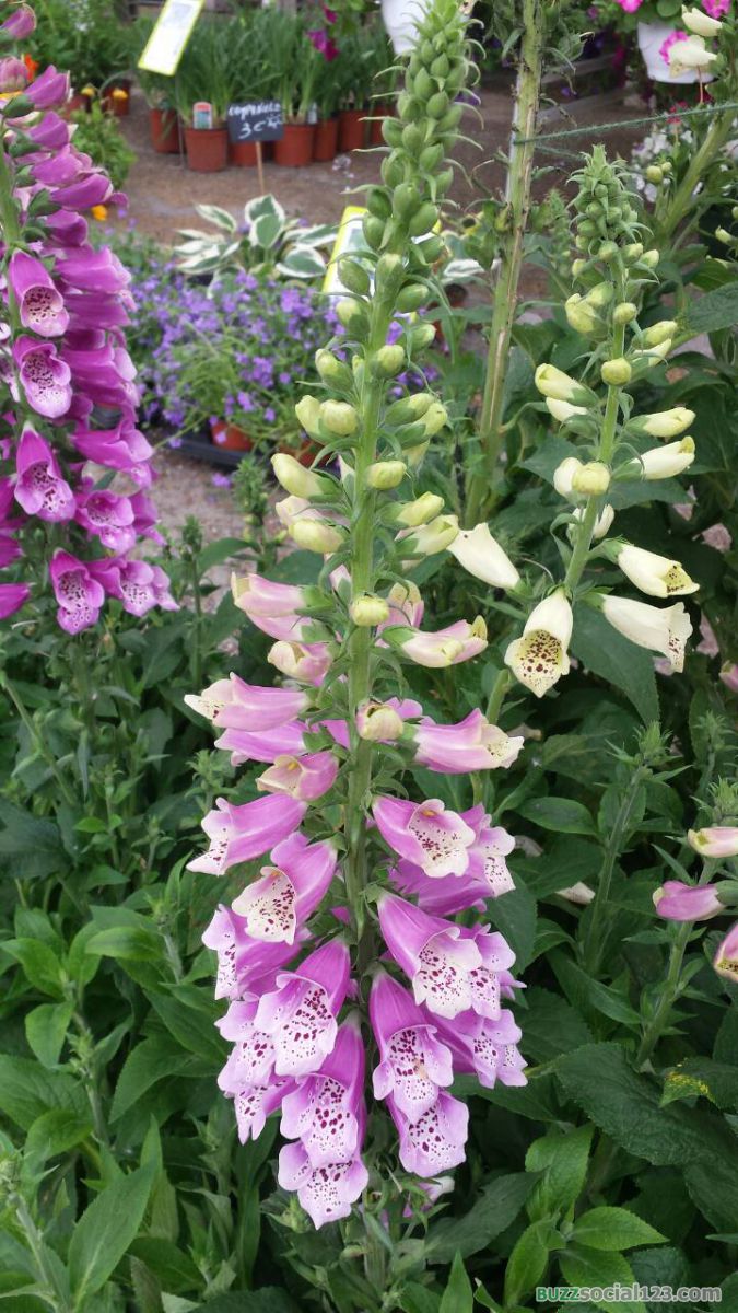 ดอกไม้สีม่วง