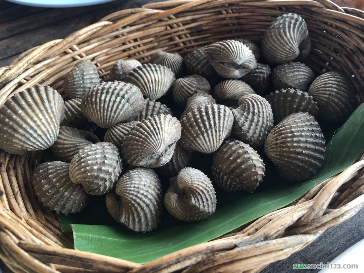 หอยแครง