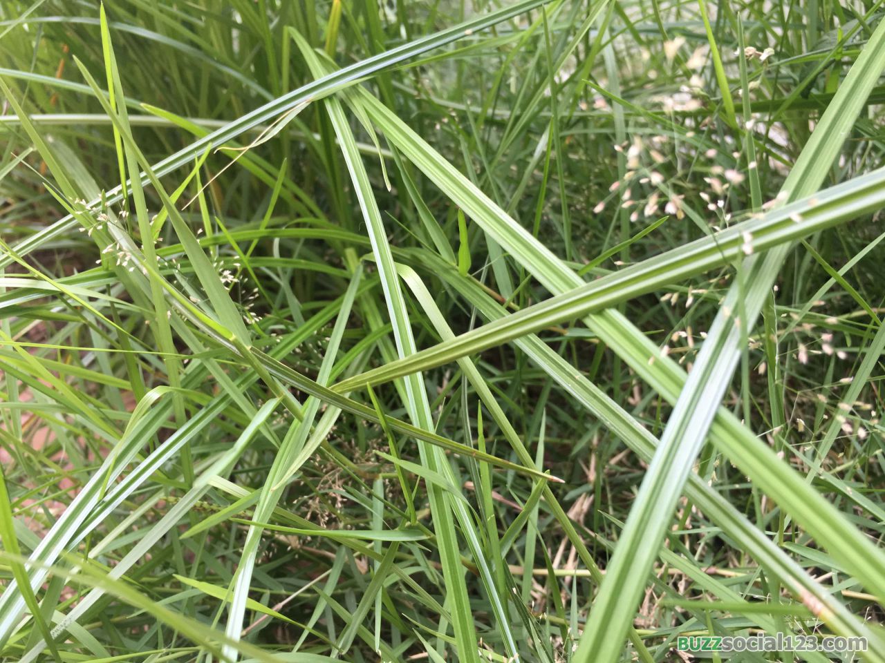 หญ้าวัชพืช