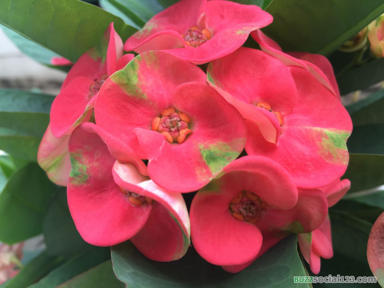 ดอกโป๊ยเซียน