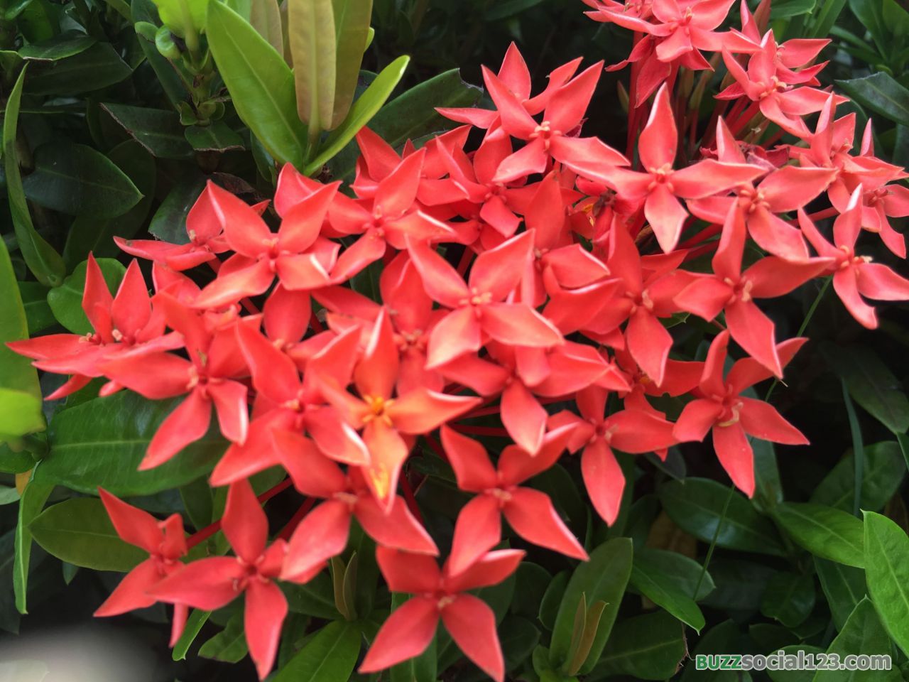 ดอกเข็ม