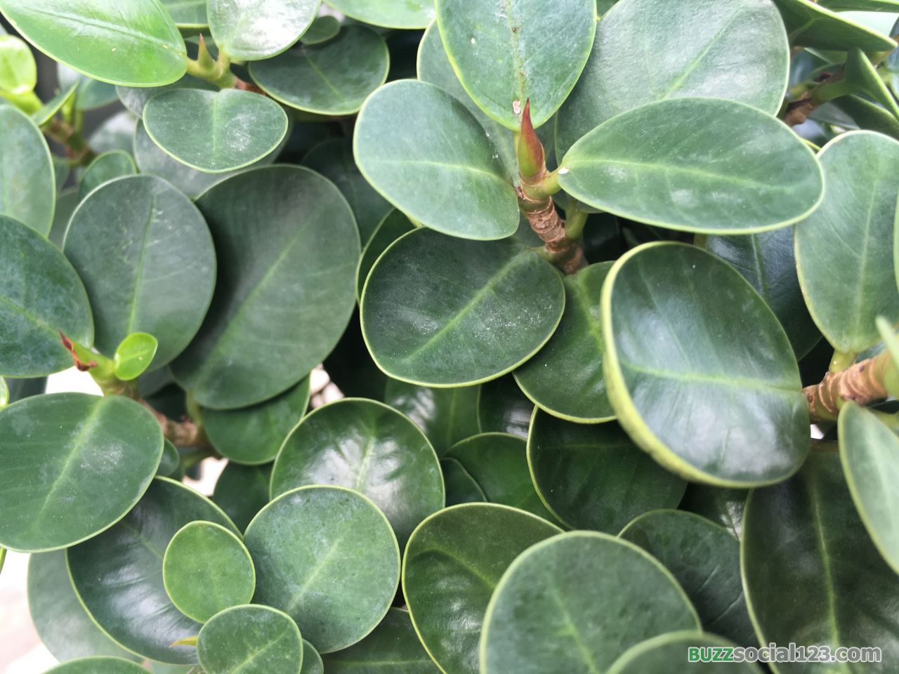 ต้นช้อนเงินช้อนทอง