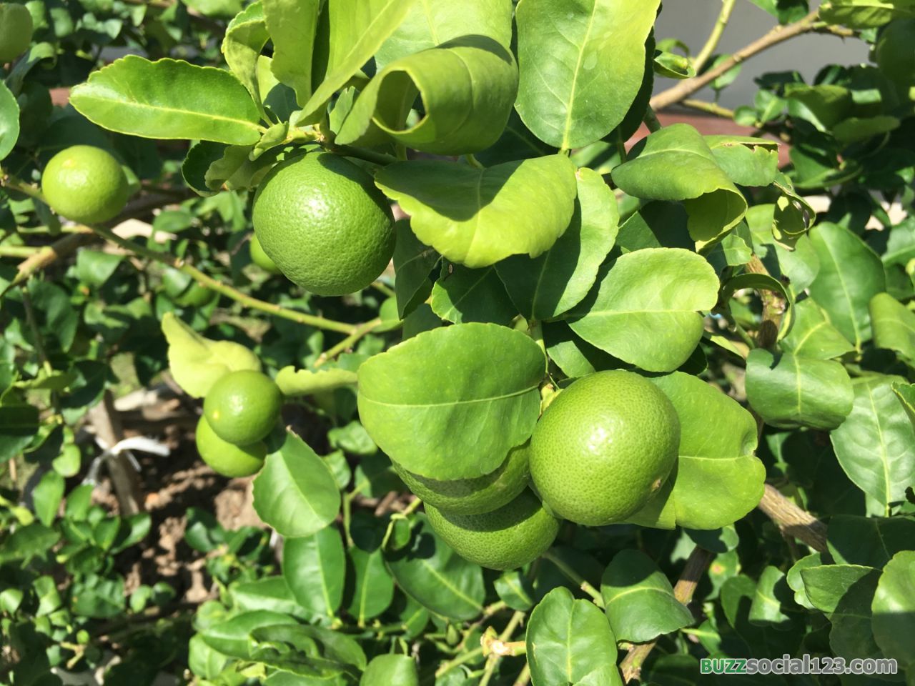 ต้นมะนาว