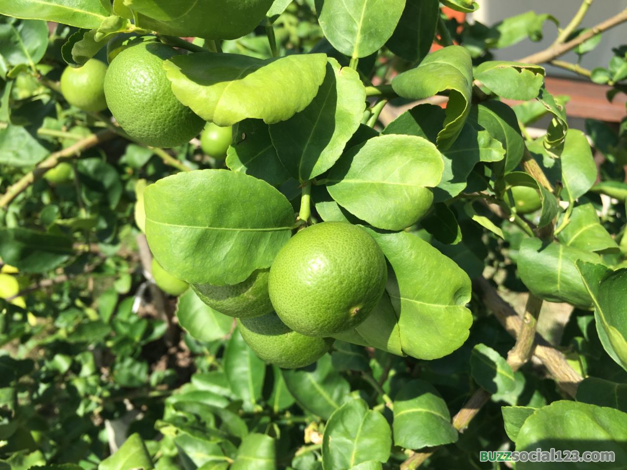 ต้นมะนาว