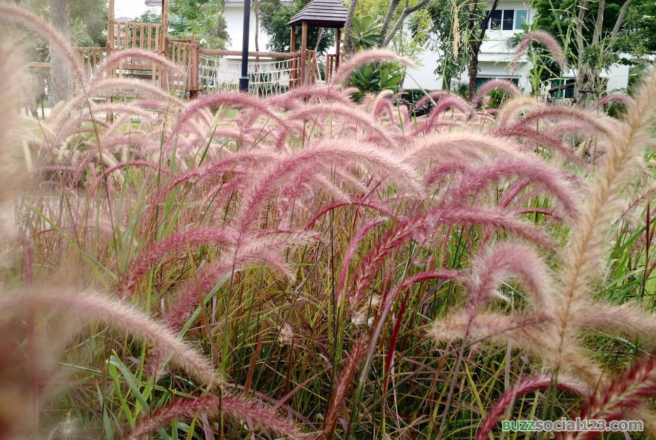 ดอกหญ้า