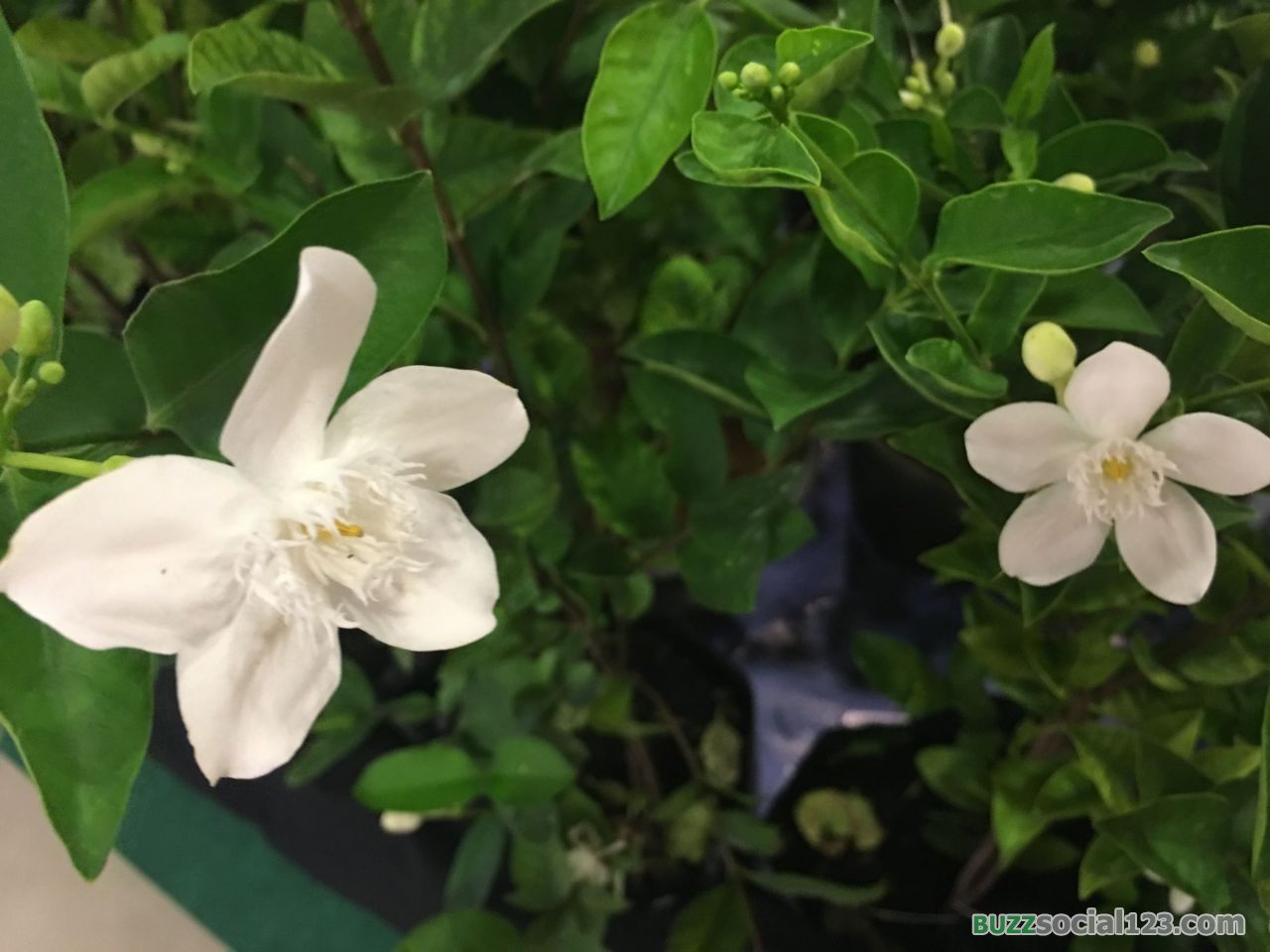 ดอกมะลิ