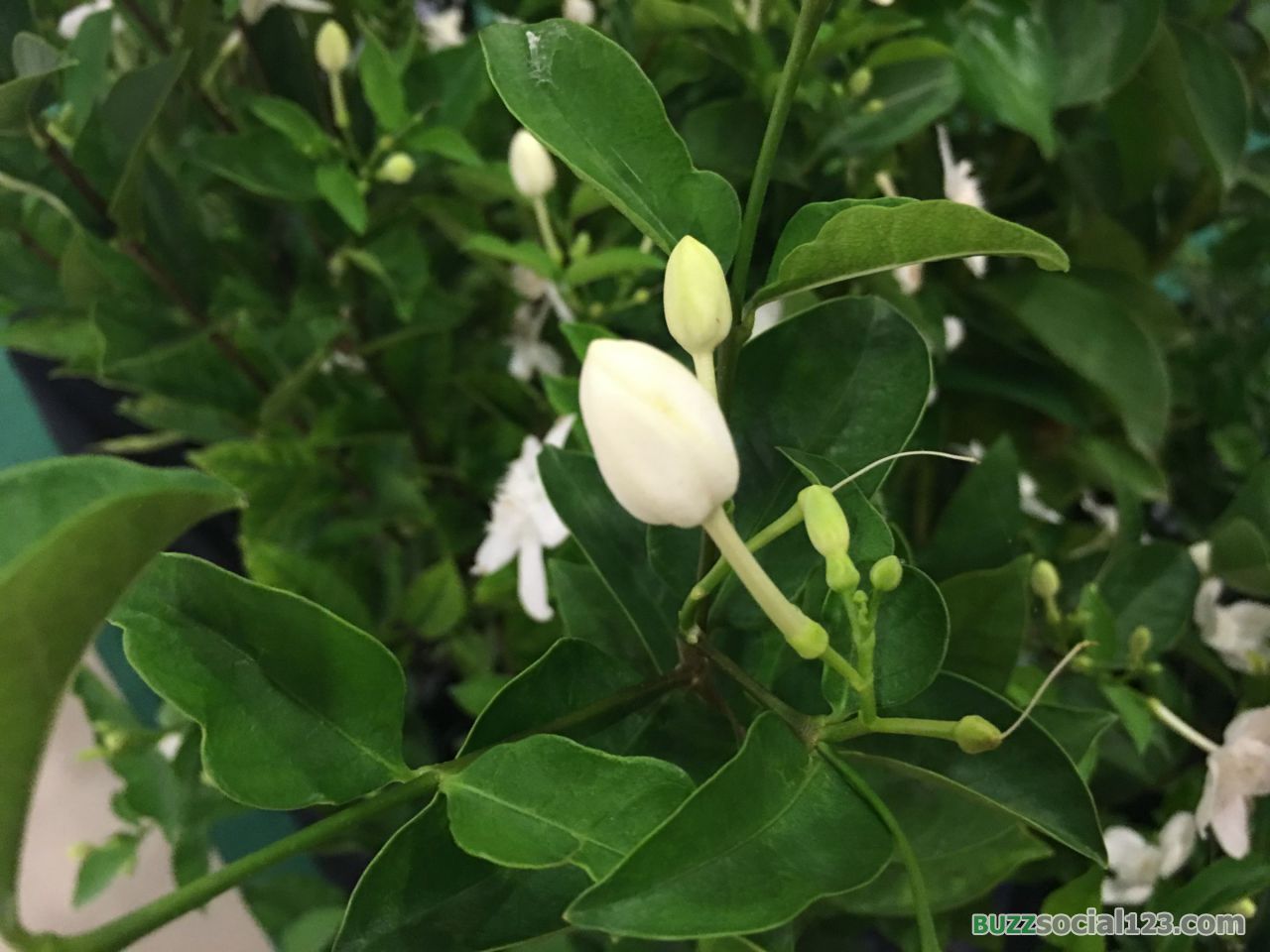 ดอกมะลิ