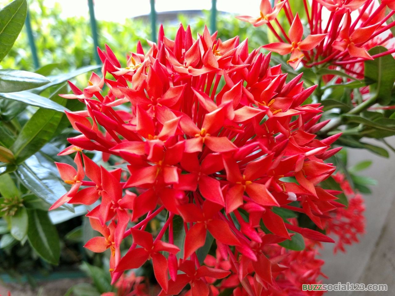 ดอกเข็ม