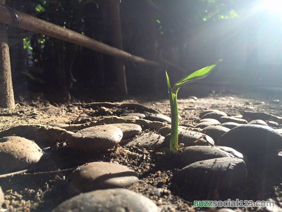 แสงและเงา