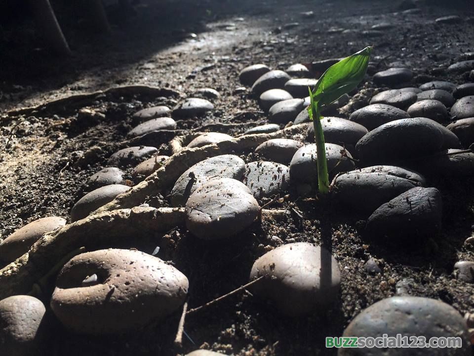 ความหมายของชีวิต