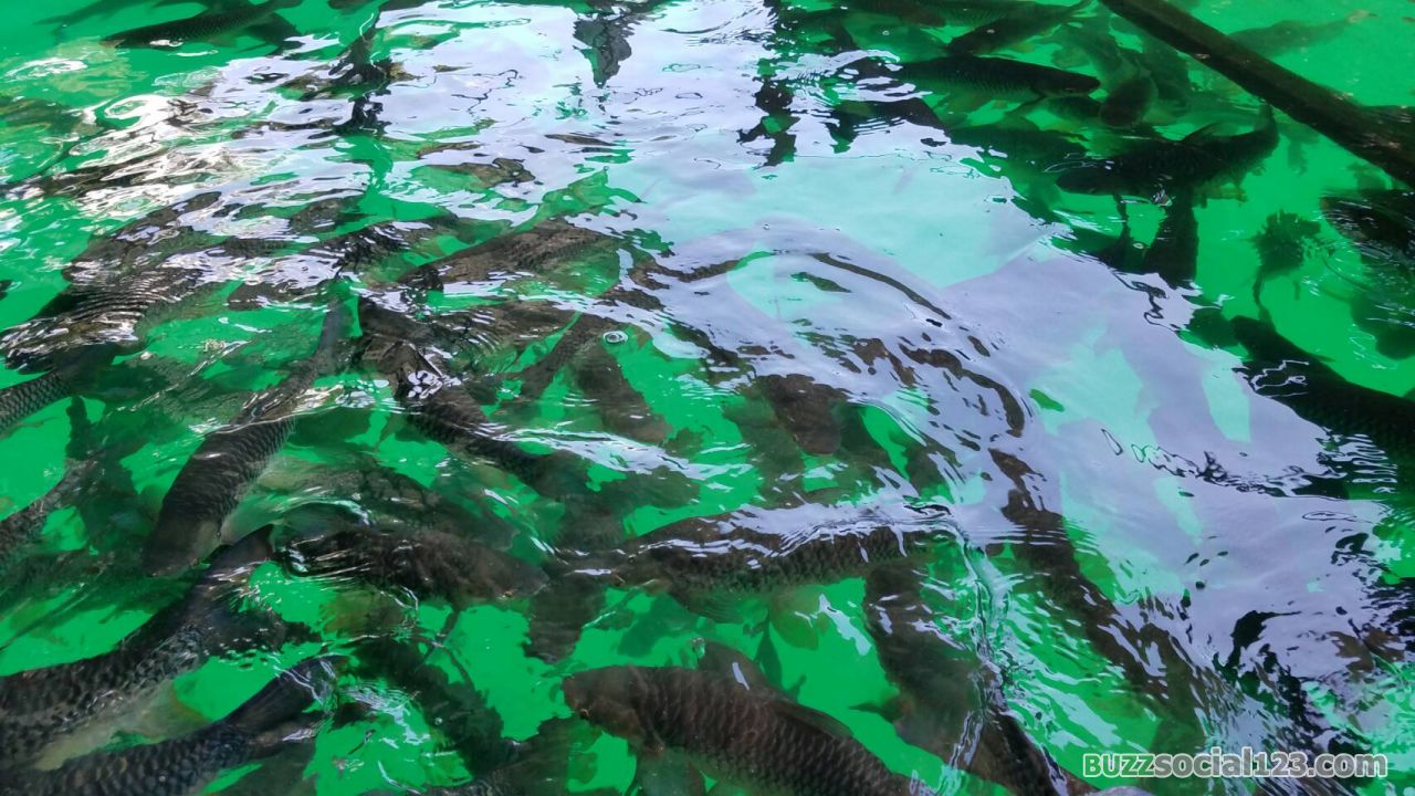 ฝูงปลา วังมัจฉา