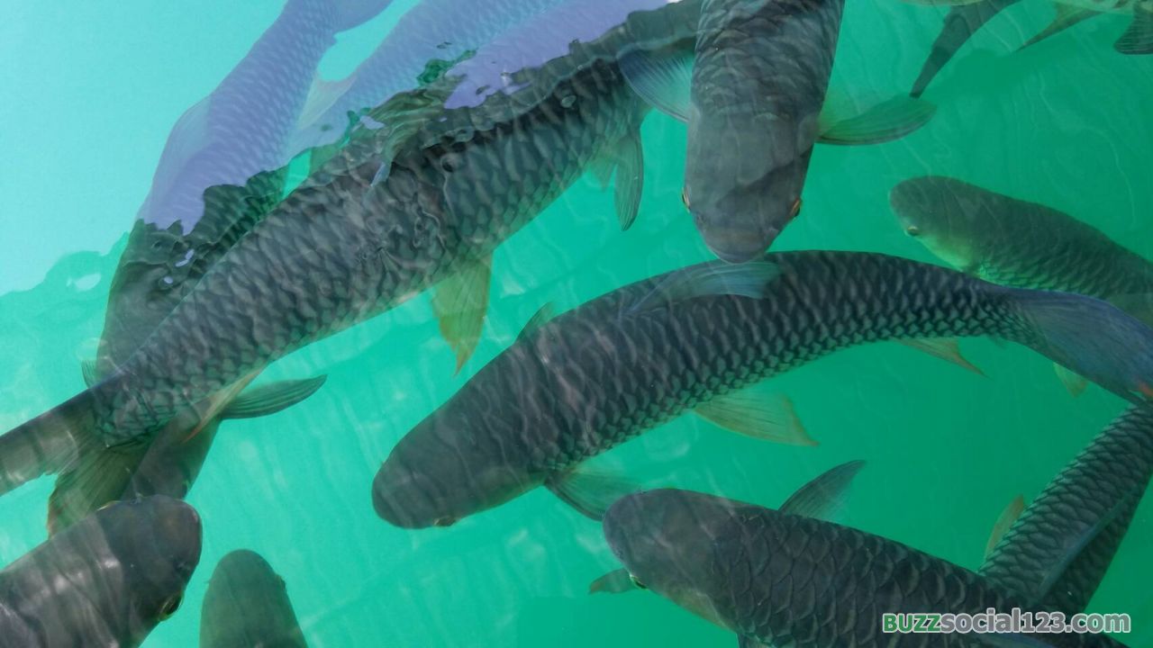 ฝูงปลา วังมัจฉา