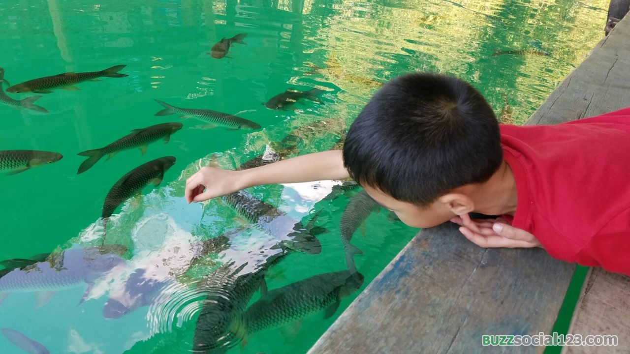 ฝูงปลา วังมัจฉา ให้อาหารปลา