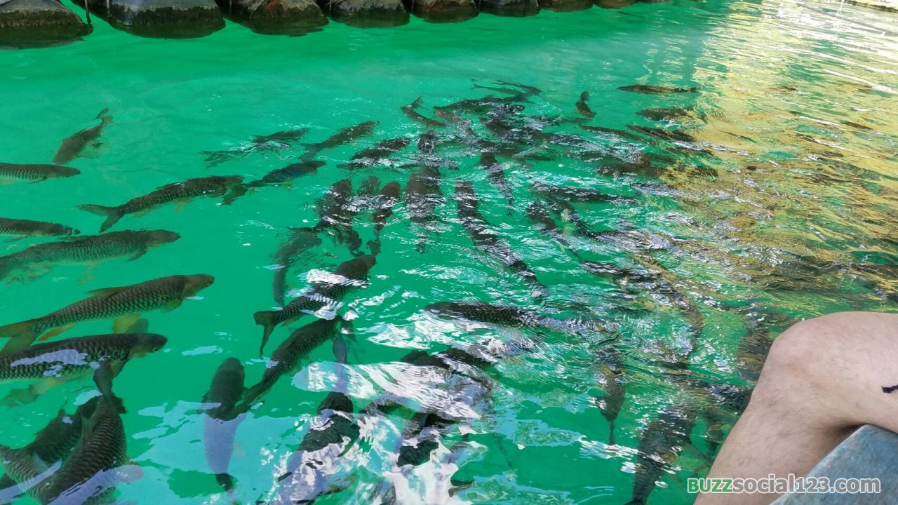 ฝูงปลา วังมัจฉา