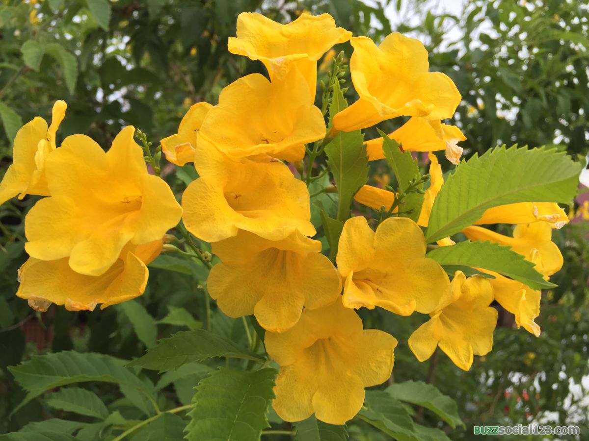 ดอกไม้สีเหลือง