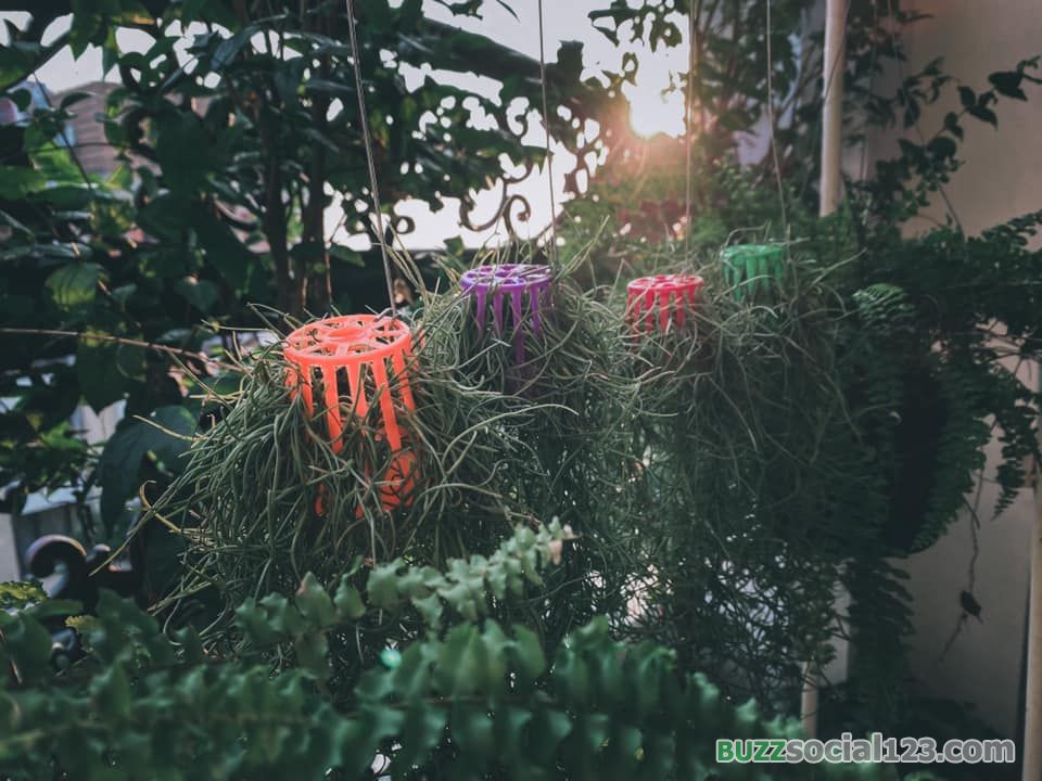 ปลูกต้นไม้ที่คอนโด