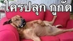 ขำจุง ฮาจัง ตลกๆ