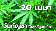 4/20 วันกัญชา