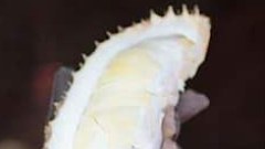 แม่ค้าทุเรียนไทยดังในสื่อต่างประเทศ