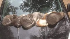 ขำๆตลกๆฮาลั่น!!