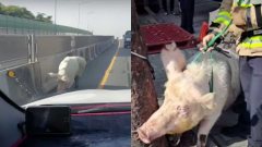 หมูวิ่งหนีตายสู่อิสรภาพ หลังถูกจับได้มันถูกเชือด ภายใน 20 นาทีต่อมา