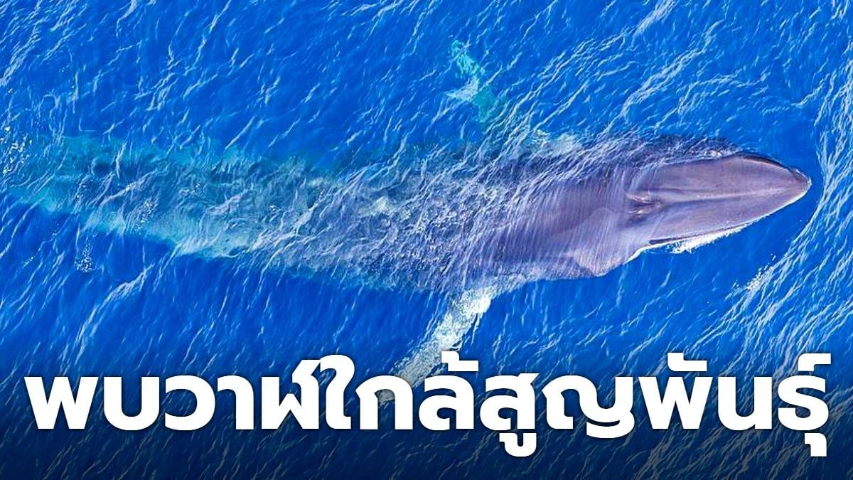 กรีนพีซเผย 