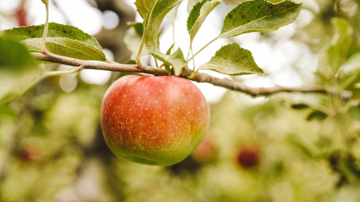 The Incredible Benefits of Eating Apples From Boosting Immunity to