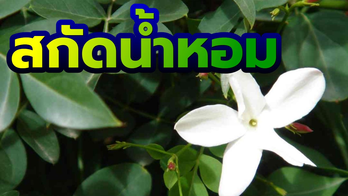 Exploring the Fragrant Beauty of Red Jasmine: A Guide to its ...