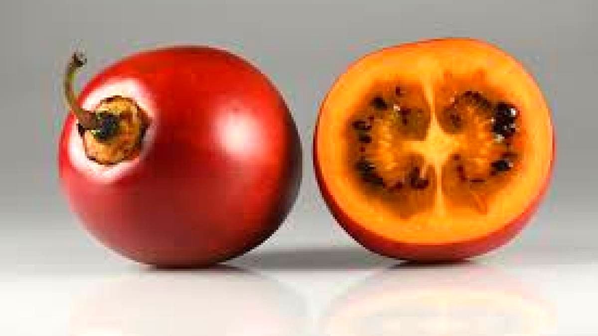 Tamarillo Tree Tomato มะเขือเทศต้นมะเขือเทศแปลกๆที่มีถิ่นกำเนิดในเทือก