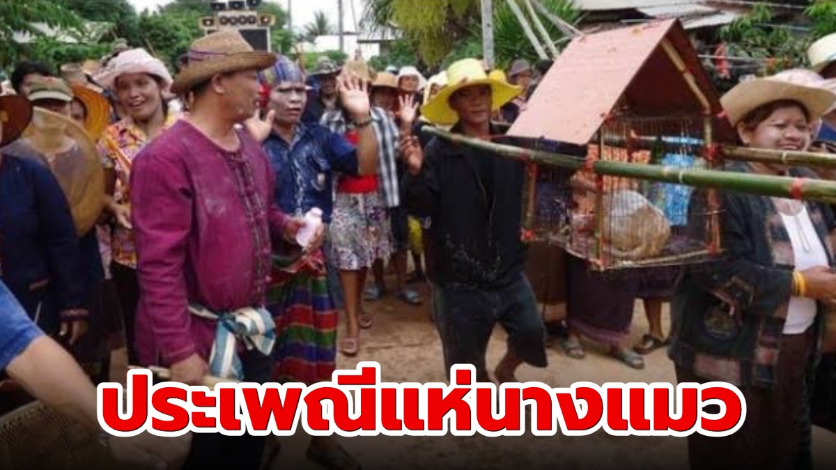 ประเพณี แห่นางแมวคือประเพณีอ่ะไร?