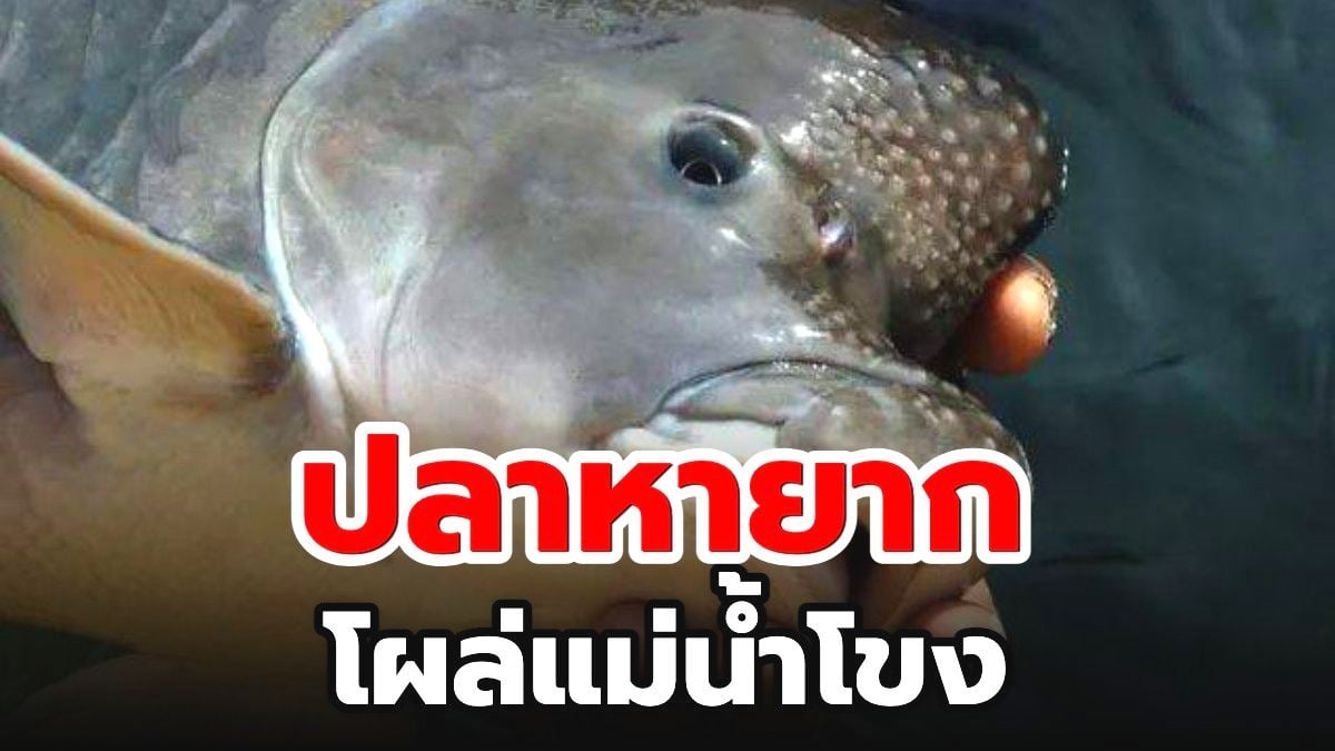 พบปลาหายากในรอบ 20 ปี โผล่แม่น้ำโขง