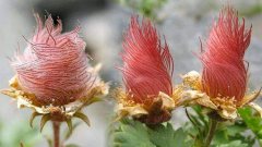 พืชพรรณไม้น่าสนใจ : กุหลาบซารอน กุหลาบแบบแปลกๆ ที่มีความสวยงาม และมีเอกลักษณ์เป็นพิเศษ