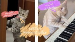 รวมภาพตลกๆ..ขำขัน..ทะลึ่งๆใหม่ๆEP.5🤣