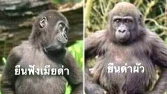 รวมรูปฮาๆ ตลกๆ แก้เหงา🤣