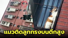 เจ้าหน้าที่เร่งช่วยแมว หลังแมวติดลูกกรงหน้าต่าง บนตึกสูง