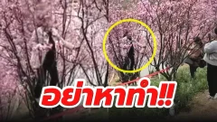 ไม่มีใครห้ามใคร!! เมื่อเเก้งมนุษย์ป้าไปดูซากุระบาน นี่ลงทุนปีนขึ้นต้นไม้เพื่อถ่ายรูปเลยเหรอป้า! 😌