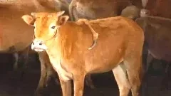 สุดแปลก! วัวตัวนี้เกิดมามีขา 5 ขา ขาที่เกินมานี้ขึ้นอยู่บริเวณหลังของมัน?