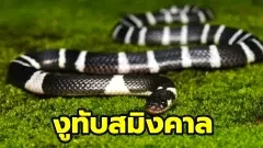 ทับสมิงคาล งูพิษอันดับ 8 ของโลก