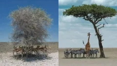ช็อตเด็ดสัตว์โลก : ต้นไม้เพียงหนึ่งต้น กลับมีคุณค่าล้ำ สำหรับสัตว์ป่าในทุ่งสะวันนา